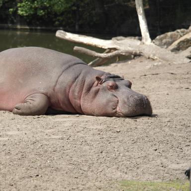 tired hippo sleeping