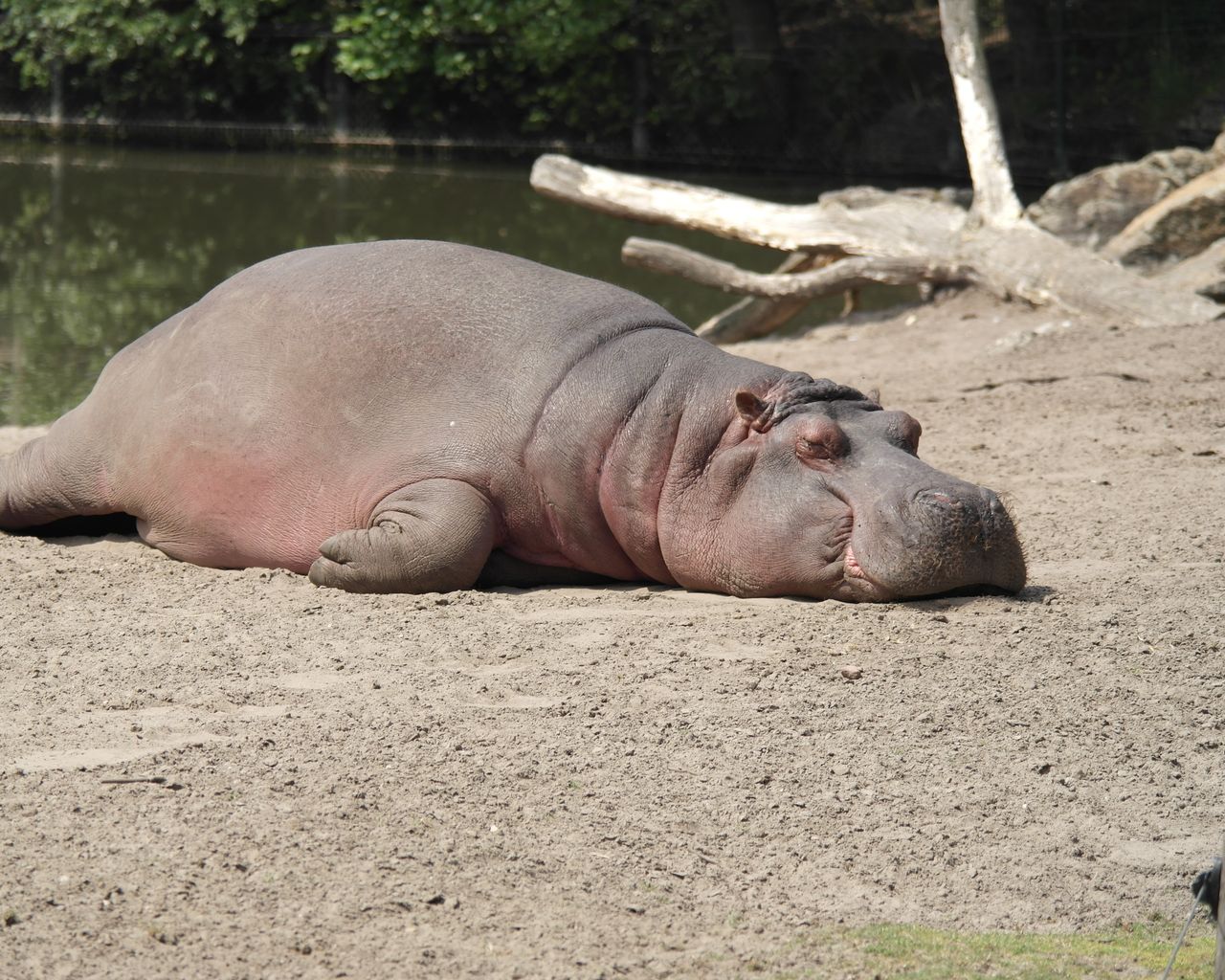 tired hippo sleeping